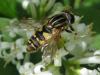 71673 – Photo : Sandrine Drouillard – France (60)