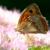 71068 – Photo : Bernard VENEAU – France (41)