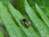 71234 – Photo : Sandrine Drouillard – France (60)