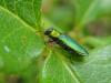 71513 – Photo : Sandrine Drouillard – France (60)