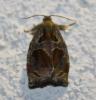 71507 – Photo : alain Roujas – France (31)
