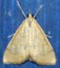 71258 – Photo : alain Roujas – France (31)