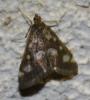 71720 – Photo : alain Roujas – France (31)