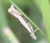 71130 – Photo : alain Roujas – France (31)