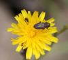 71902 – Photo : alain Roujas – France (31)