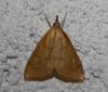 71862 – Photo : alain Roujas – France (31)