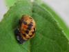 71261 – Photo : Druet Nicole – Belgique
