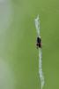 71872 – Photo : Frederique Bey – France (54)