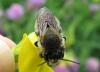 71895 – Photo : Elisabeth A. Harris – Royaume-Uni