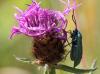 71251 – Photo : patrick derennes – France (44)