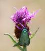 71378 – Photo : patrick derennes – France (44)