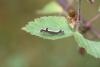 71478 – Photo : Dominique THAUVIN – France (45)