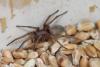 71678 – Photo : Dominique THAUVIN – France (45)