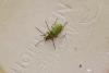 71689 – Photo : Dominique THAUVIN – France (45)