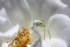 71470 – Photo : Lanig FLEURY – France (77)