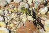 71410 – Photo : Bernard DELEFOSSE – France (84)