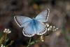 71420 – Photo : Bernard DELEFOSSE – France (84)