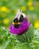 71439 – Photo : Chambge – France (59)