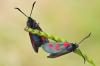 71035 – Photo : Joseph Rezeau – France (35)