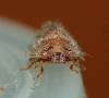 Coptosoma scutellatum