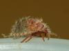 Coptosoma scutellatum