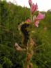 71281 – Photo : Calmont B. – France (63)