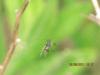 71305 – Photo : Edy Spagnol – Italie