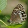 71125 – Photo : Pascal Vigneron – France (52)