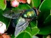 71398 – Photo : CUCHET Gerard – France (38)