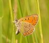 71578 – Photo : Guillaume Chorgnon – France (42)