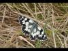 71395 – Photo : C.gager – France (49)