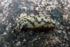 71321 – Photo : Yannick Mourgues – France (48)