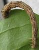 Menophra abruptaria