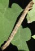 Menophra abruptaria