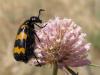 71413 – Photo : Pascal Pertuzon – France (42)