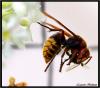 71242 – Photo : Laurent Belmont – France (06)