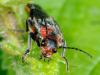 71637 – Photo : CUCHET Gerard – France (38)