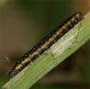 71440 – Photo : Pelouard – France (72)