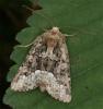 71938 – Photo : Pelouard – France (72)