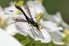 71749 – Photo : Arthropa - Benoit Martha – France (84)
