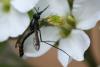 71750 – Photo : Arthropa - Benoit Martha – France (84)