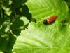 71943 – Photo : Nemorivagus – France (55)