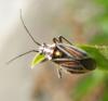 71464 – Photo : Brice. D – France (24)