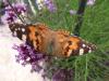 71719 – Photo : C.gager – France (41)
