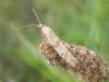 71301 – Photo : Pascal Pertuzon – France (42)