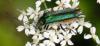 71485 – Photo : David Guedon – France (76)