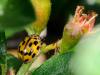 71514 – Photo : CUCHET Gerard – France (38)