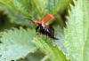 71463 – Photo : Bernard Choux – France (26)