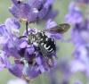 71323 – Photo : gauthier – France (38)