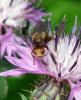 Sicus ferrugineus